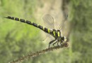 Cordulegaster bidentata female ©  S. Beshkov